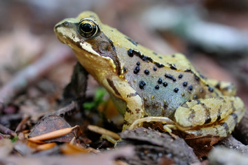 Grasfrosch - Rana temporaria auf laubbedekten Waldboden in einer Seitenansicht