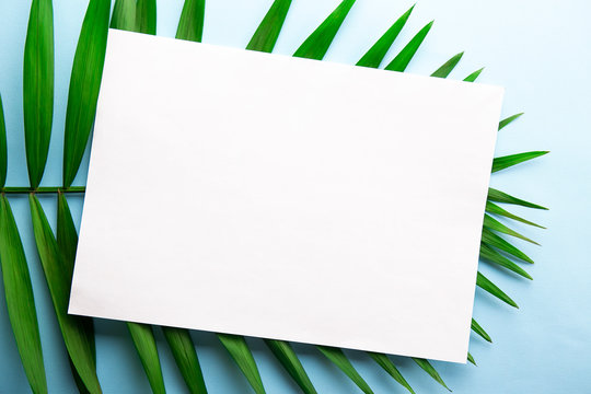 Blank Piece Of Paper On Big Green Leaf Of Parlor Palm Baby Blue Gradient Table Background. Empty Notebook Sheet On Branch Of Tropical Plant. Top View, Close Up, Copy Space, Flat Lay, Mock Up.