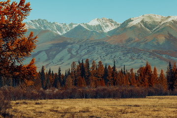 Golden autumn in mountains. Panoramic view of mountain snow ridge and yellow larches. Travel Altai.