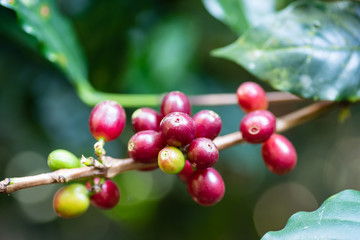 Ripe coffee berries fruit in organic coffee plantation, Thailand