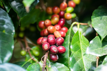 Ripe coffee berries fruit in organic coffee plantation, Thailand