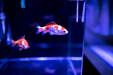 水槽の金魚