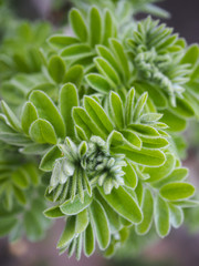 Wavy green leaves