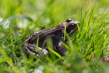 Frog on a grass in a garden. Shallow depth of field. Selective focus