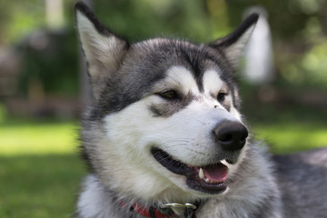 Dog breed alaskan malamute plays in a garden. Selective focus