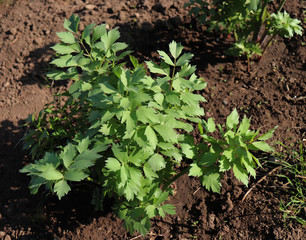 Leaves of fresh Lovage plant growing in the garden. Levisticum officinale is a powerful plant of the Apiaceae family, which is used mainly in gastronomy. Medicinal plants, herbs in the nature.