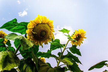Sunflower flowers grow in garden against blue sky