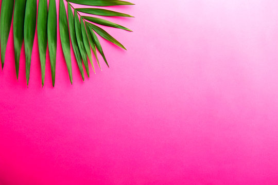 Top view of big green leaf of a exotic parlor palm on pink white gradient background with a lot of copy space for text. Minimalistic flat lay composition w/ large branch of tropical plant. Close up