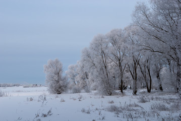 Obraz na płótnie Canvas Beautiful winter trees in hoarfrost on the field.