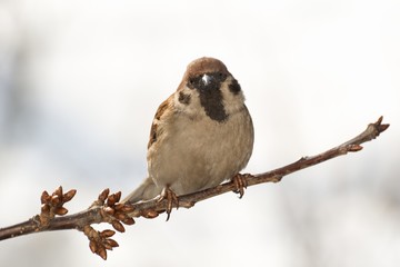 Tree sparrow (Passer montanus) on a branch cherries. 