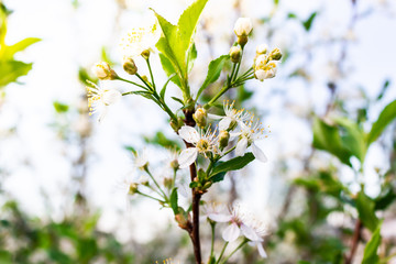 White flowers of apple trees in spring forest. The atmosphere of youth, renewal of nature.