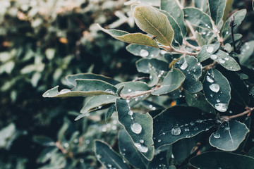 Honeysuckle berries on green bush with green leaves with drops of dew after rain