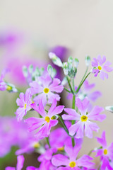 Fototapeta na wymiar 紫色の綺麗な花