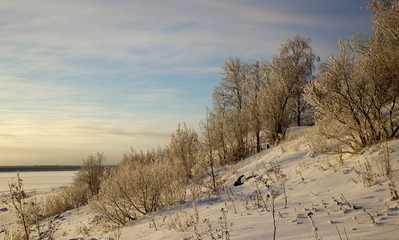 winter trees and plants