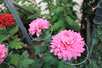 pink chrysanthemum flowers in the garden