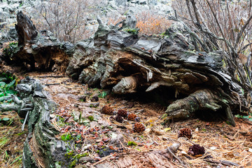 Old moss covered tree in forest