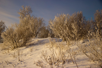 winter trees and plants