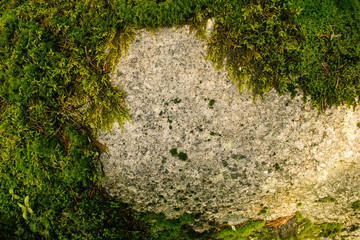 Green carpet of moss in sunny forest