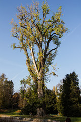 Un árbol de un parque en Graz