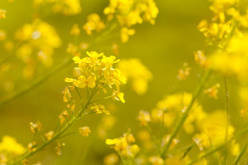 Soft-focus close-up of yellow flowers. Toned