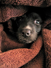 Black dog puppy. Beautiful Pet