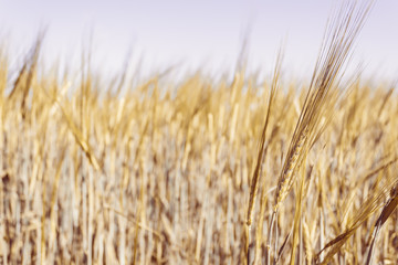 Field with ears of wheat. Growing cereals by farmers.