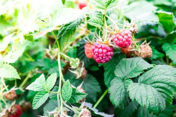 Fresh raspberries grow on green tree in garden