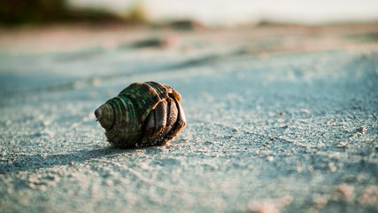 caracola en la arena