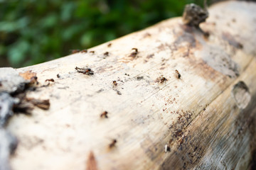 Hardworking ants on log. Insects run on horizontal tree.