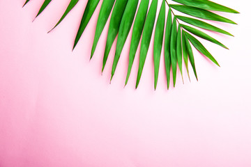 Top view of big green leaf of a exotic parlor palm on pale pink gradient background with a lot of copy space for text. Minimalistic flat lay composition w/ large branch of tropical plant. Close up