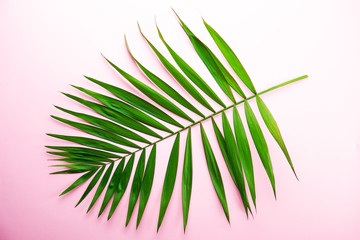 Fototapeta premium Top view of big green leaf of a exotic parlor palm on pale pink gradient background with a lot of copy space for text. Minimalistic flat lay composition w/ large branch of tropical plant. Close up