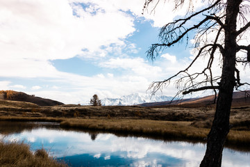 Lonely dry tree by river. Autumn in mountain valley. Symbol of loneliness