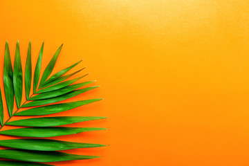 Top view of big green leaf of a exotic parlor palm on bright orange gradient background with a lot of copy space for text. Minimalistic flat lay composition w/ large branch of tropical plant. Close up