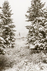 Pines under snow in winter forest