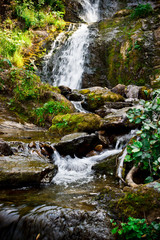 Mountain waterfall in summer forest. River with wet stones and plants on shore.
