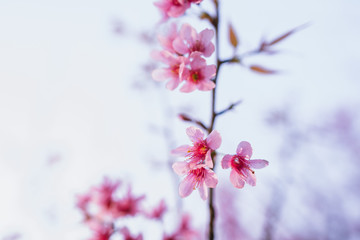 Spring blossom pink flowers Beautiful nature 