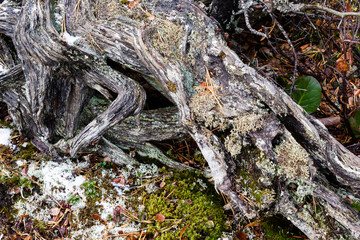 Old tree roots as background