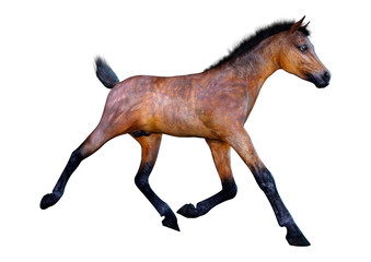 3D Rendering Horse Foal on White