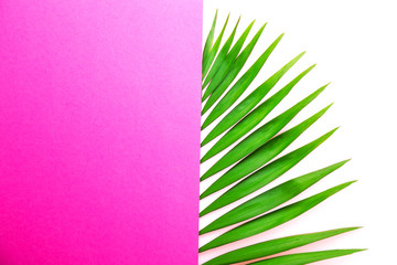 Top view of big green leaf of a exotic parlor palm on pink white paper overlap background, a lot of copy space for text. Minimalistic flat lay composition w/ large branch of tropical plant. Close up