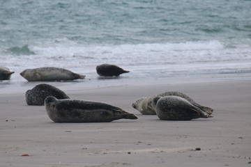 Fototapeta premium Robben