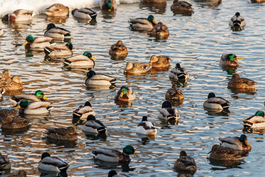 Winter Lake With Ducks By Swans On Snow