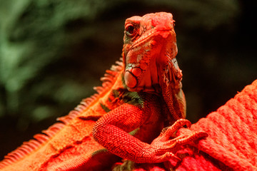 Beautiful iguana in red light sitting on a branch