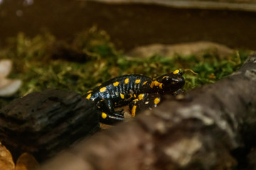 Beautiful lizard in the grass common fire salamander