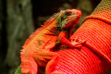 Beautiful iguana in red light sitting on a branch