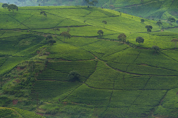 Scenic view of tea plantations in the morning at Pangalengan, Bandung, Indonesia