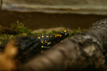 Beautiful lizard in the grass common fire salamander