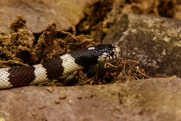 snake lampropeltis getula californiae