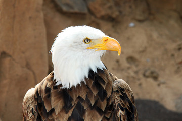 portrait of an american bald eagle