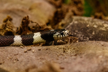 snake lampropeltis getula californiae
