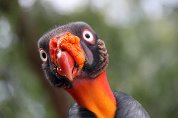 portrait of exotic bird